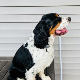 English Springer Spaniels from Cold Mountain Springers