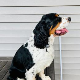 English Springer Spaniels from Cold Mountain Springers