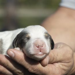 American Bully, Bernedoodle, Poodle, Sheepadoodle, and Whoodle Puppies from Wonderland’s Boujie Kennels