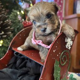 Vixen - Liver female Yorkshire Terrier puppy in Hardeeville, South Carolina from Pups of the Lowcountry