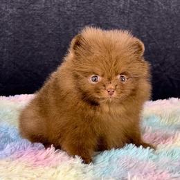 Chocolate girl - Chocolate female Pomeranian puppy in California from Ray of Poms