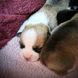 Pembroke Welsh Corgi Puppies from BLACK HILLS CORGIS
