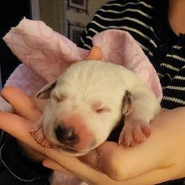 Purple Girl - Dalmatian puppy in Old Fort, North Carolina from Smith's Dalmatians