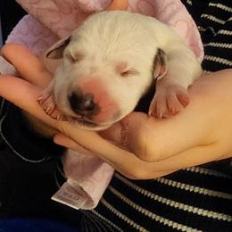 Purple Girl - Dalmatian puppy in Old Fort, North Carolina from Smith's Dalmatians