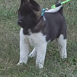 Akita Puppies from Magnolia Akitas
