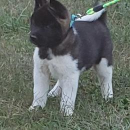 Akita Puppies from Magnolia Akitas