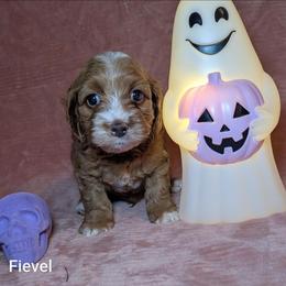 Fievel - Red and white male Cockapoo puppy in Sunset, Louisiana from Cano Cockapoos