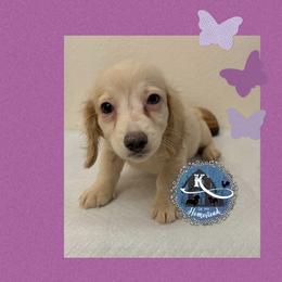 Delaney - Cream female Dachshund puppy in Clearlake Oaks, California from K’s Homestead
