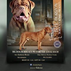 Hachi - Dogue de Bordeaux