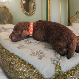 Prince - Poodle puppy from Rosa Red Standard Poodles