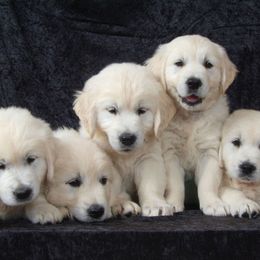 Golden Retrievers from Perfect Peace Goldens