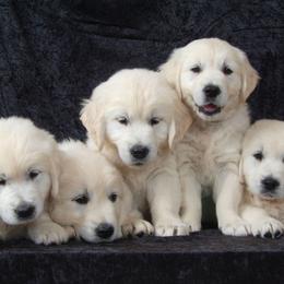 Golden Retrievers from Perfect Peace Goldens