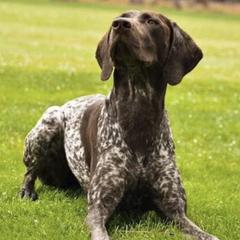 German Shorthaired Pointers from Von Major Sheds
