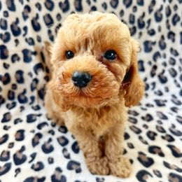 Jasper - Red male Cavapoo puppy in Warrensburg, Missouri from Supreme Doodles