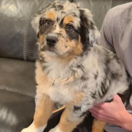 Australian Shepherd Puppies from Skyview Aussies