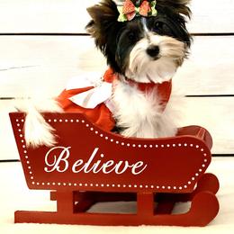 Biewer Terrier Puppies from Bouquet Biewers