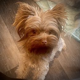 Miley - Yorkshire Terrier