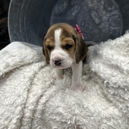 Beagle Puppies from Stranger Creek Beagles
