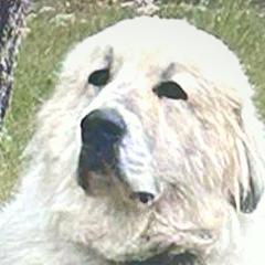 Kit - Great Pyrenees