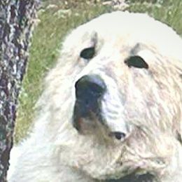 Kit - Great Pyrenees