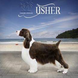 Usher - English Springer Spaniel