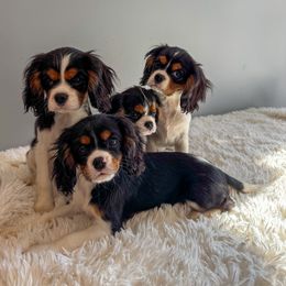 Mr Clausen - Tri-color male Cavalier King Charles Spaniel puppy in Knoxville, Tennessee from Adventure Doodles Club