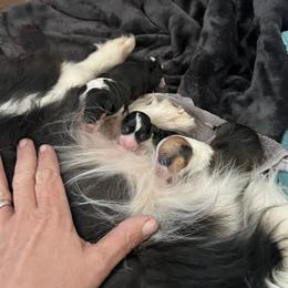 Boy 1 - Red male Pembroke Welsh Corgi puppy in Chino Valley, Arizona from Blecker Kennel