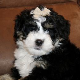 Poppy READYTODAY - Tri-color female Bernedoodle puppy in Apple Creek, Ohio from Kathryn Troyer