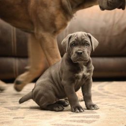 Cane Corso Puppies from Royal Cane Corso