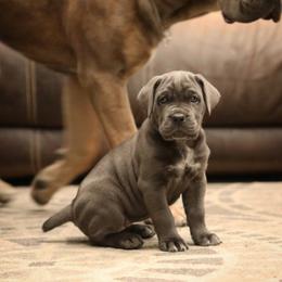 Cane Corso Puppies from Royal Cane Corso