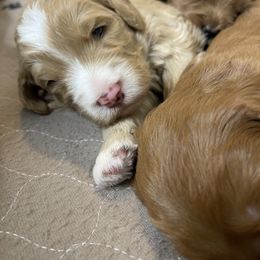 Goldendoodle and Golden Retriever Puppies from Valley of the Sun Breeders