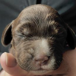 Cece boy 1 - Liver and white male Brittany puppy in Floyd Knobs, Indiana from Cross Creek Brittanys