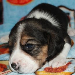Las Vegas Salt Lake City Winston - Black white and tan male Beagle puppy in Spring Creek, Nevada from Battleborn Aussies and Beagles