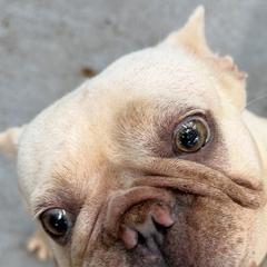 Kiwi - Blue fawn female French Bulldog puppy in New Port Richey, Florida from The Wolf Pack