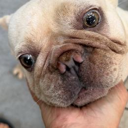 Kiwi - Blue fawn female French Bulldog puppy in New Port Richey, Florida from The Wolf Pack