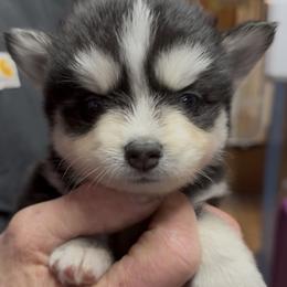 Chance - Black and white male Pomsky puppy in Spring Hill, Florida from PDQ Pomskies