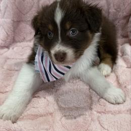 Maker's Mark - Red tri-color male Australian Shepherd puppy in Camp Verde, Arizona from Bullet & Whiskey’s Pups