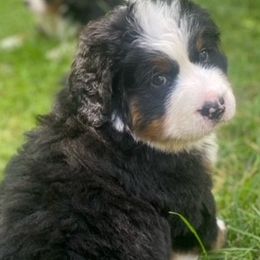 Zeus - Black rust and white Bernese Mountain Dog puppy in Raleigh, North Carolina from Blue Ridge Mountains - Bernese Mountain Dog Pups