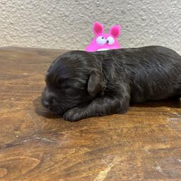 Reba - Brown and white female Aussiedoodle puppy in Oklahoma City, Oklahoma from Foneb Farm - The F1B Farm
