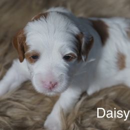Daisy - Chalk female Labradoodle puppy in Fontana, California from Glory Labradoodle’s