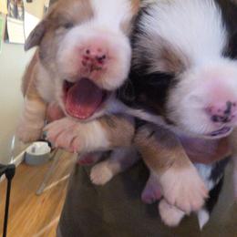 American Corgi puppies from Red Beanie Corgis
