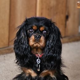 Cavalier King Charles Spaniels from Mountain Treasure Cavaliers