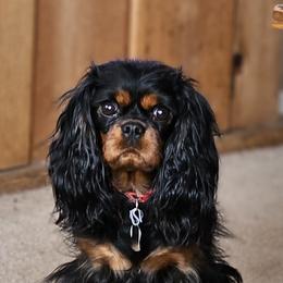 Cavalier King Charles Spaniels from Mountain Treasure Cavaliers
