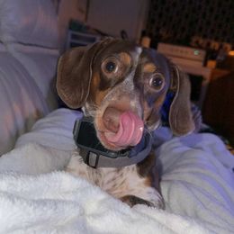 Dachshund Puppies from SouthernMama Doxies