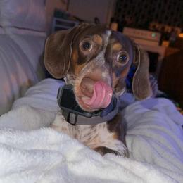 Dachshund Puppies from SouthernMama Doxies