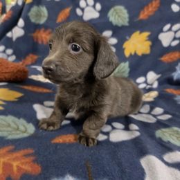 Dusty - Gray (blue) male Dachshund puppy in Florida from Doxie Rugrats