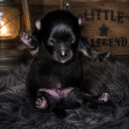 Blk n tan - Black and tan male Pomeranian puppy in Fayetteville, North Carolina from Tar-heel Poms