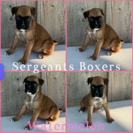 Watermelon - Fawn female Boxer puppy in Madisonville, Texas from Sergeant's Boxers