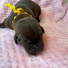 Boy 6 - male Labrador Retriever puppy in Gainesville, Georgia from Rucker Retrievers
