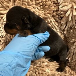 Pick 3 - Black and mahogany female Rottweiler puppy in Lyons, Indiana from White River Rottweilers